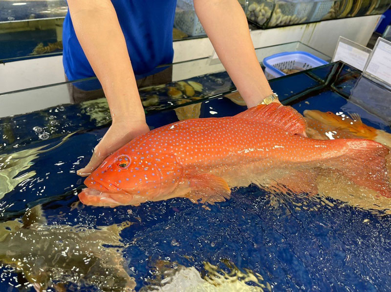 Cá song đỏ là đặc sản của biển khơi bởi sự quý giá và hương vị thịt ngon ngọt của nó.